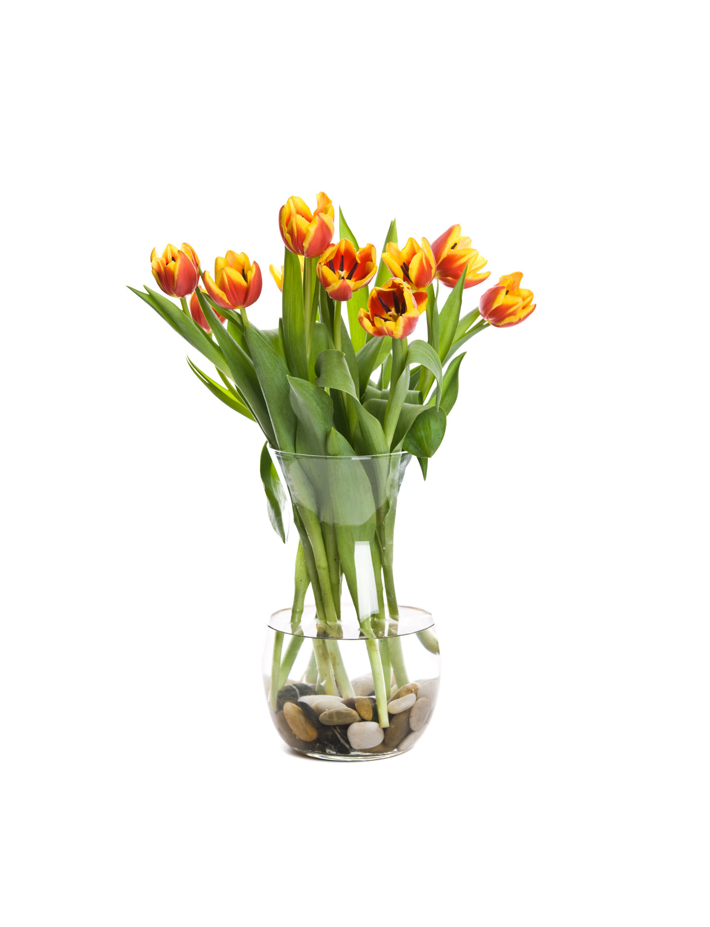 A shot of tulips in a vase